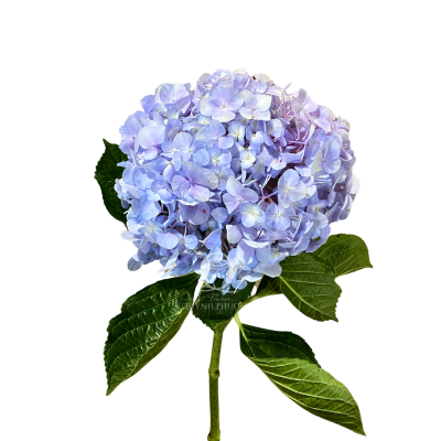 Purple Hydrangea