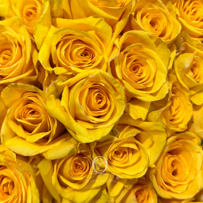 Flower Image