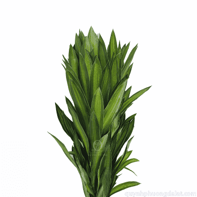 Dracaena Reflexa
