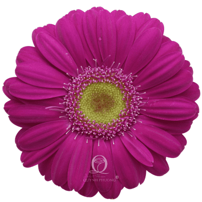 Flower Image
