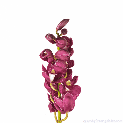Cymbidium