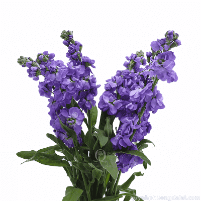 Flower Image