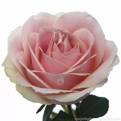 Flower Image