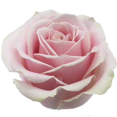 Flower Image