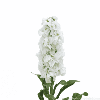 Flower Image