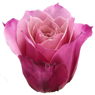 Flower Image
