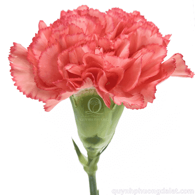 Flower Image