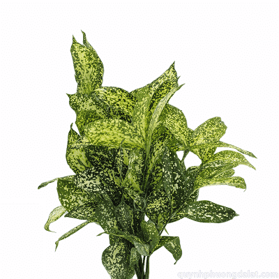 Flower Image