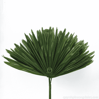 Flower Image