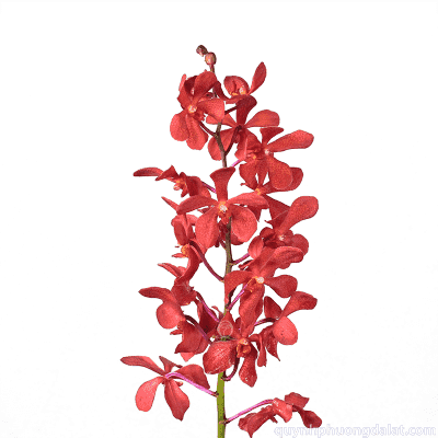 Flower Image