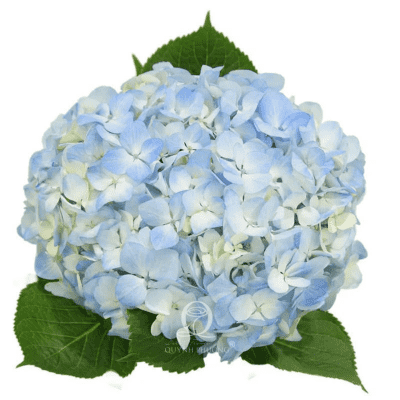 Blue Hydrangea