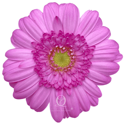 Flower Image