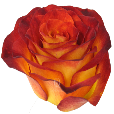 Flower Image