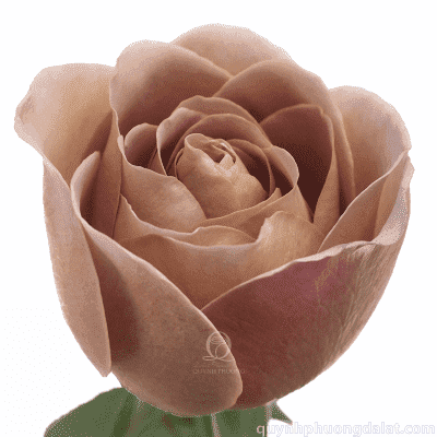 Flower Image