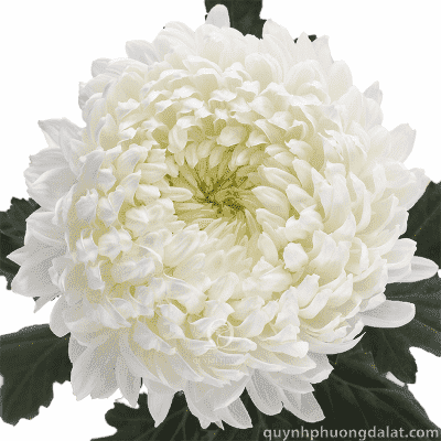 Flower Image