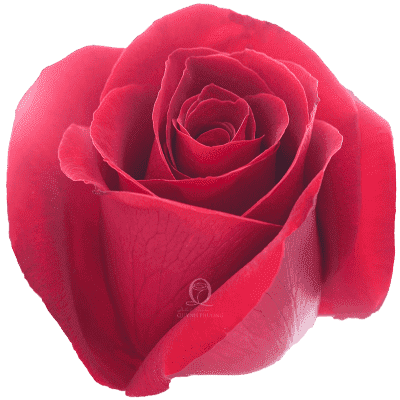 Flower Image