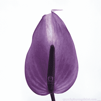 Flower Image