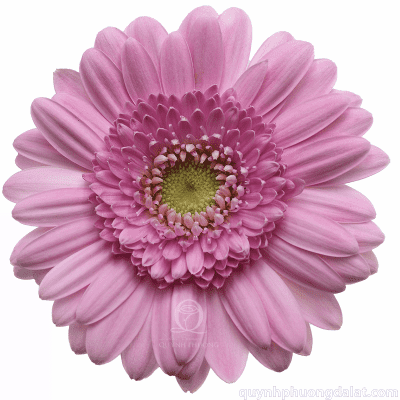 Mini Gerbera