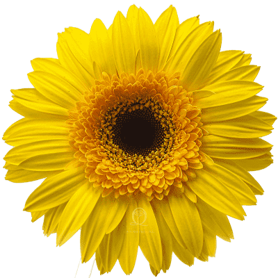 Flower Image