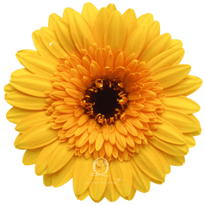 Flower Image