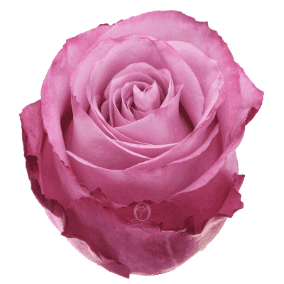 Flower Image