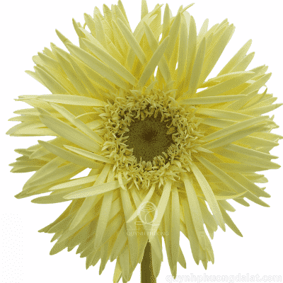 Spider Gerbera