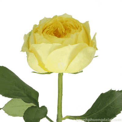Yellow O'hara