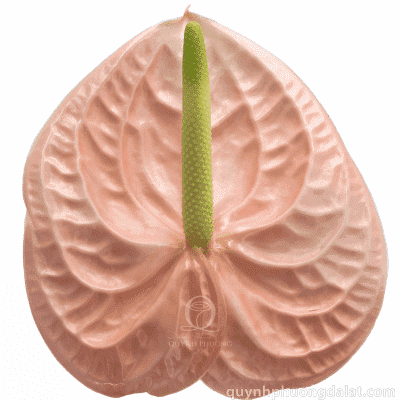 Flower Image