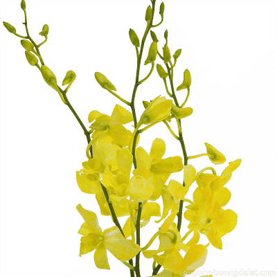 Dendrobium Yellow