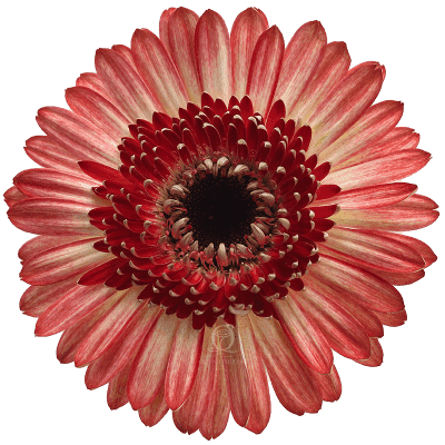 Flower Image