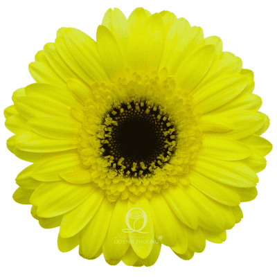 Flower Image