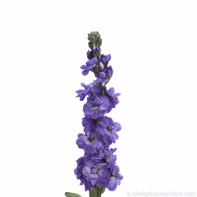 Flower Image