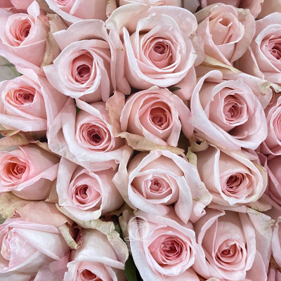 Flower Image