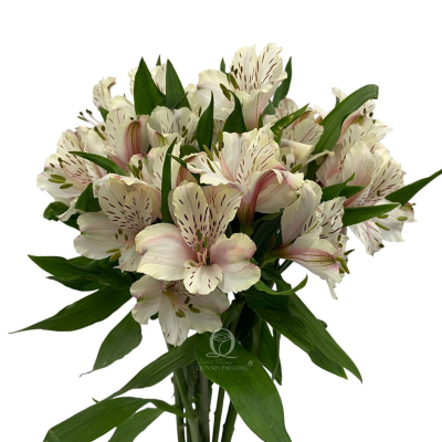 Flower Image