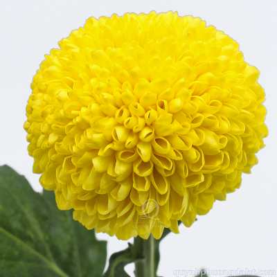 Flower Image