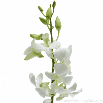 Dendrobium White