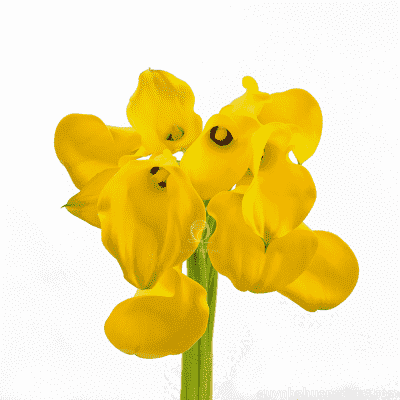 Flower Image