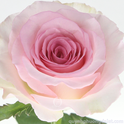Flower Image