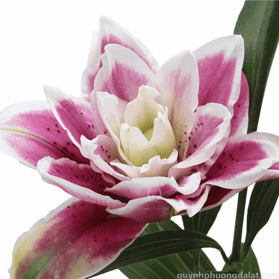 Flower Image