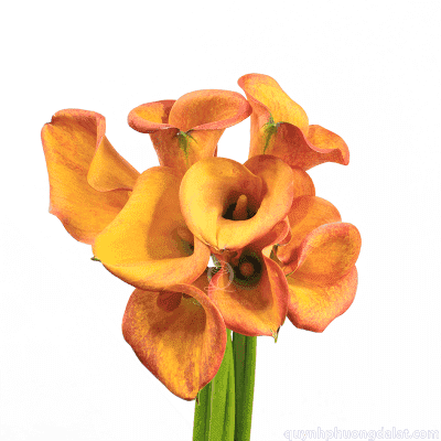 Calla Lily