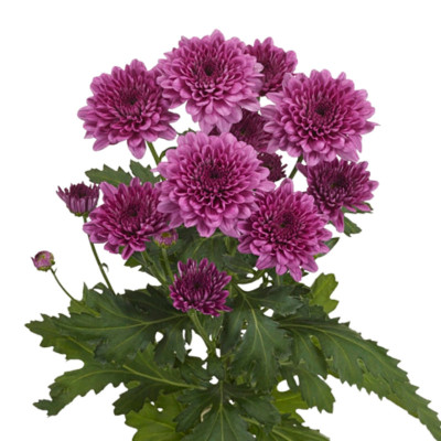 Spray Chrys. Purple