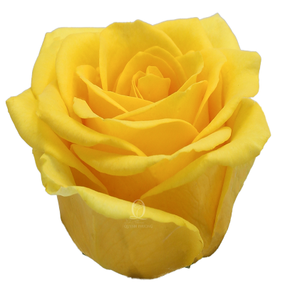 Flower Image