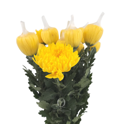 Standard Chrys. Yellow