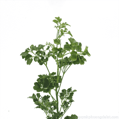 Clover Leaf