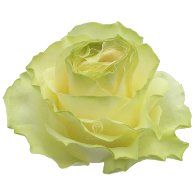 Flower Image