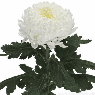 White Chrys. Peony Mum