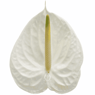 Flower Image