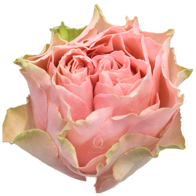 Flower Image