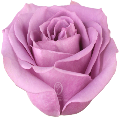 Flower Image