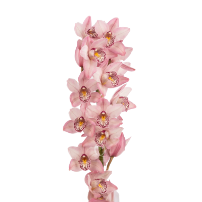Flower Image
